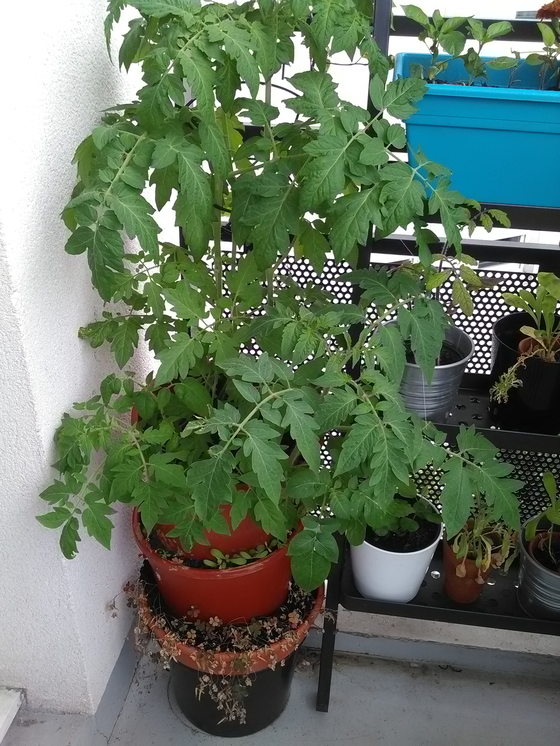 Plants de tomates
