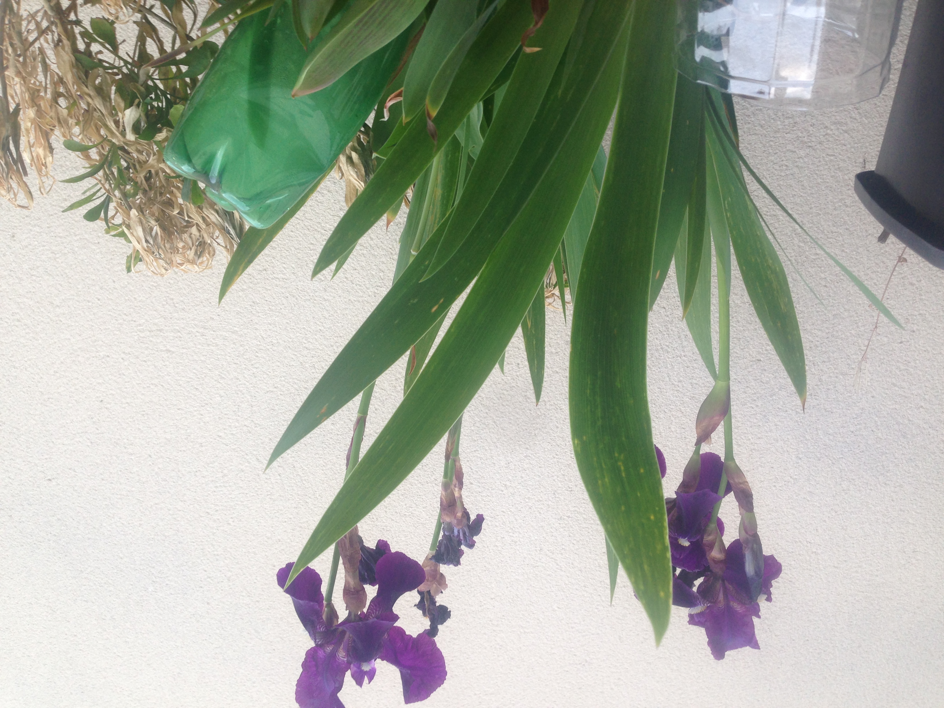 Iris Basilic en Ville