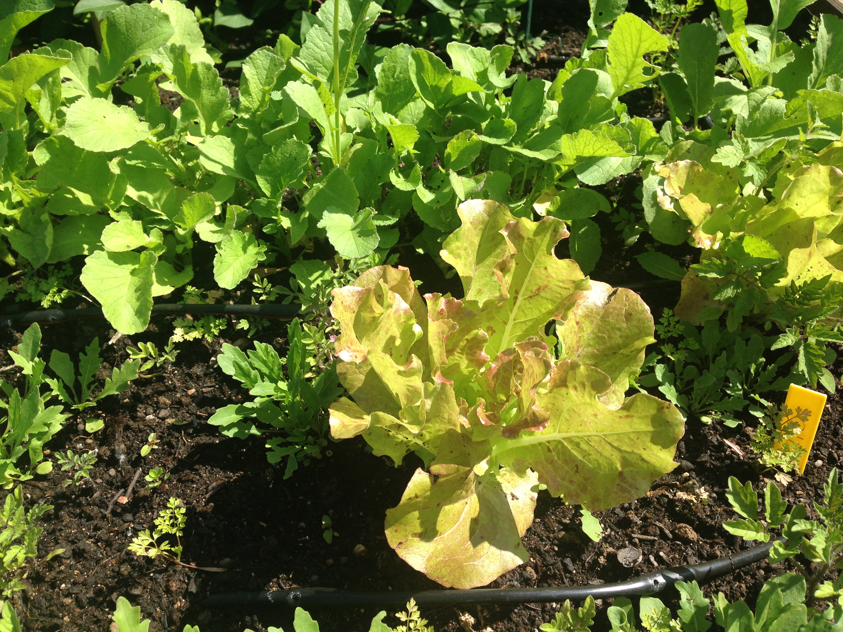 salade