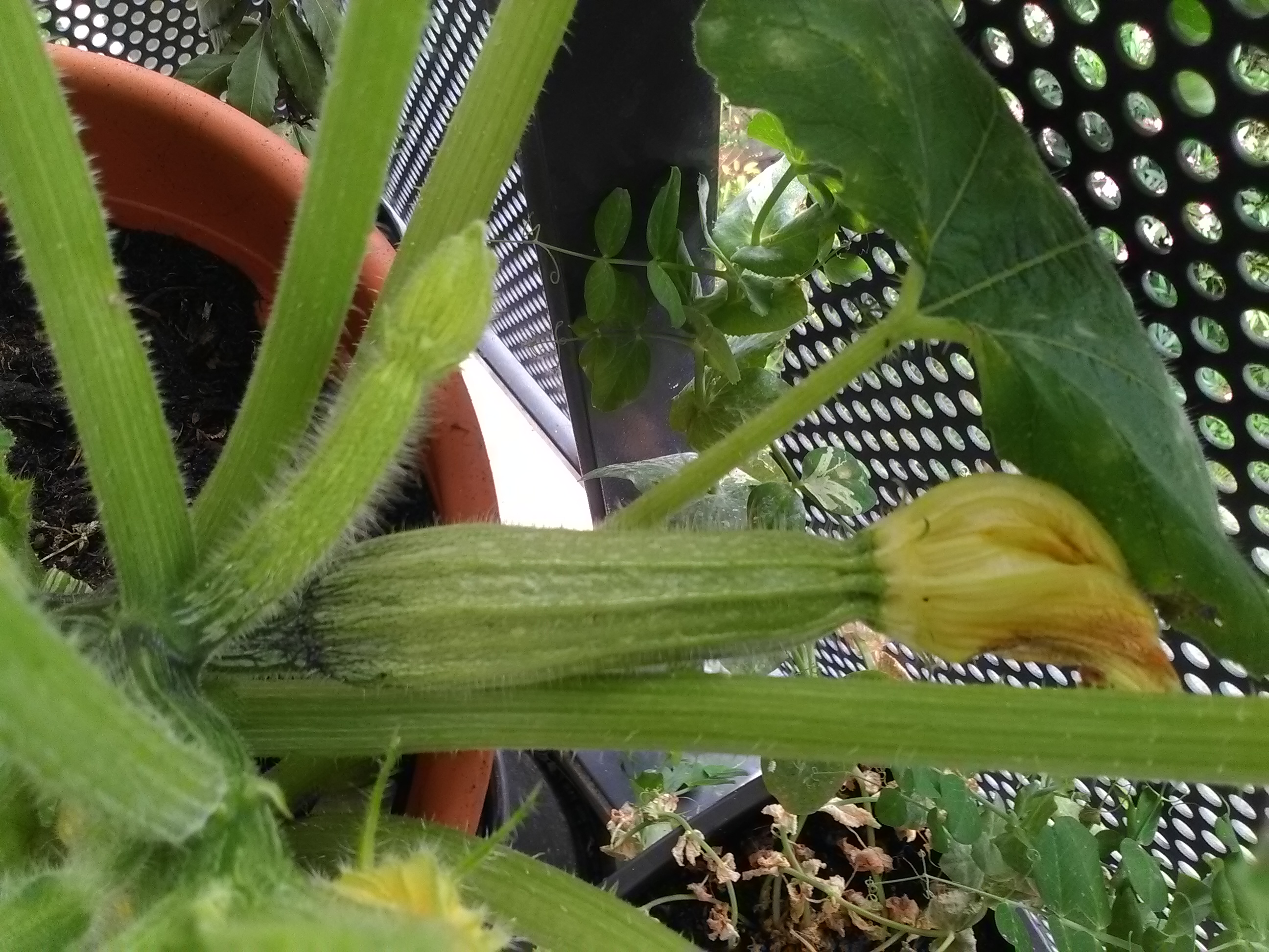 Courgette