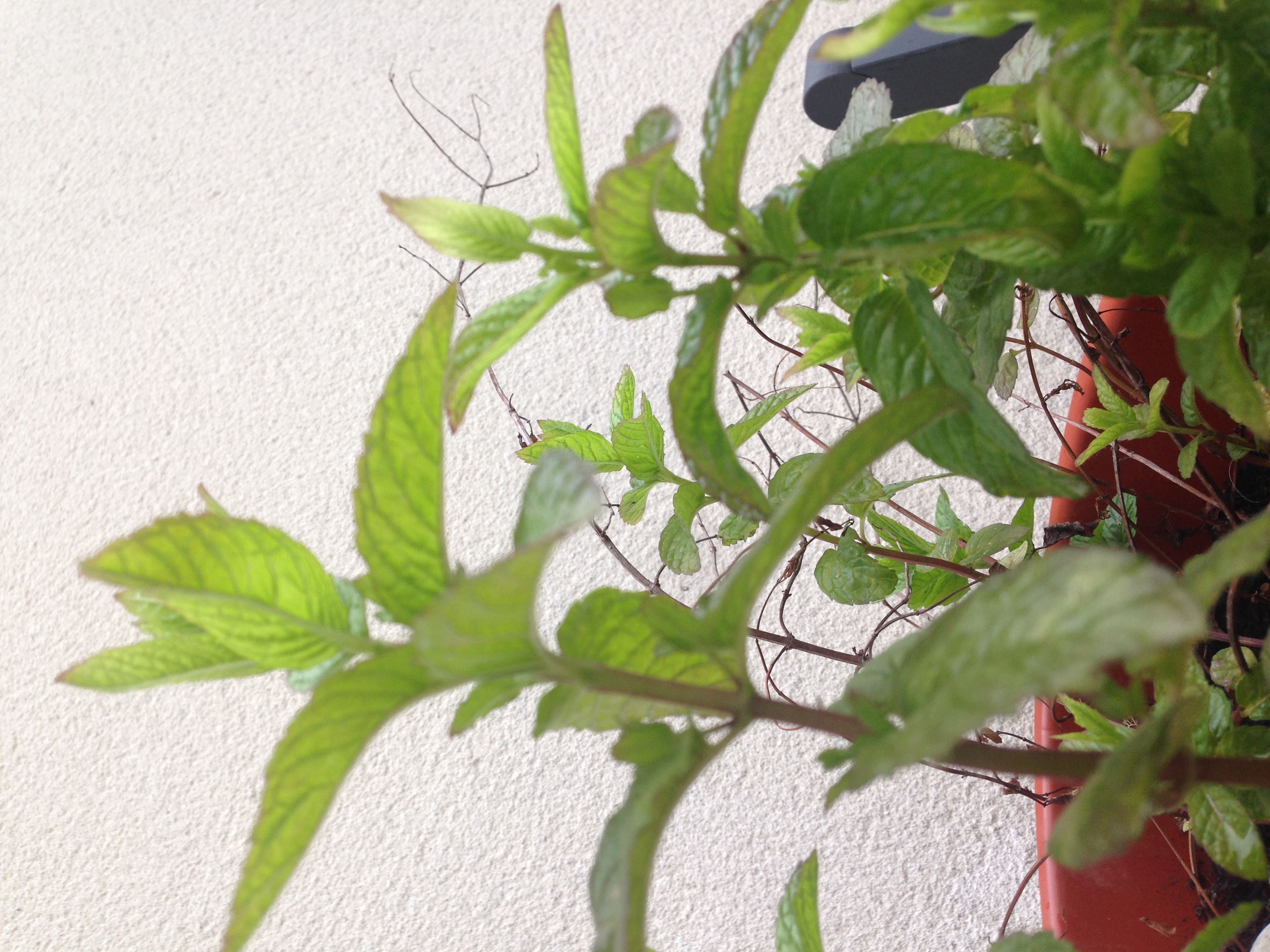 Menthe