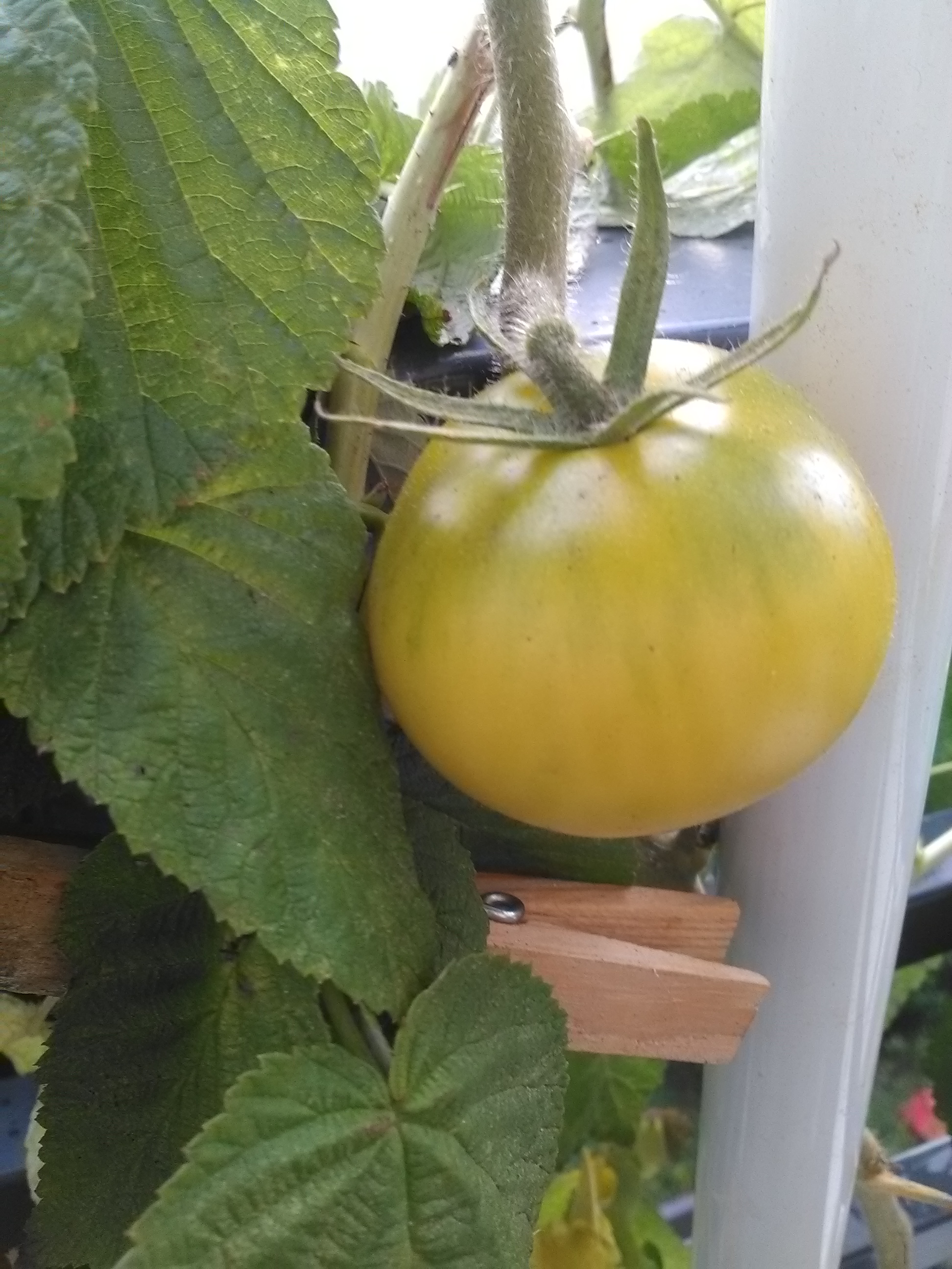 Tomate Yellow