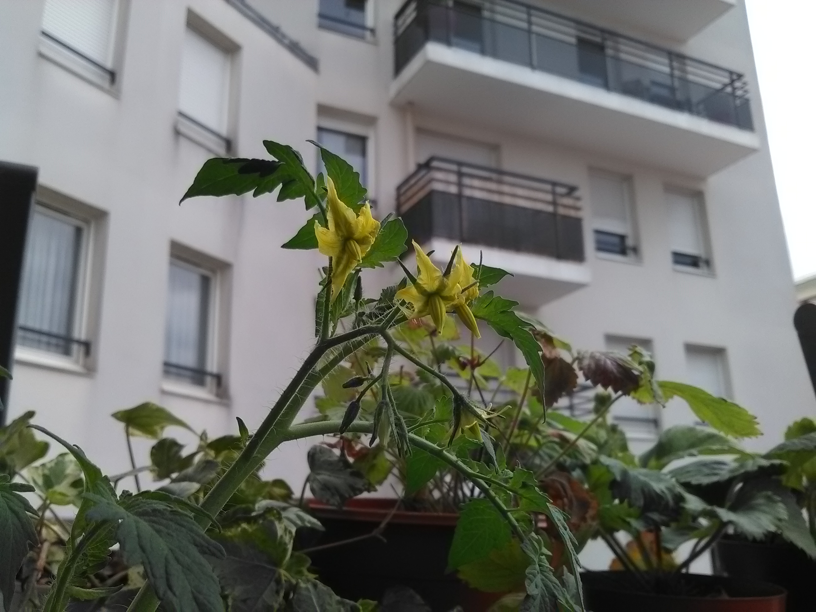 Tomates en devenir