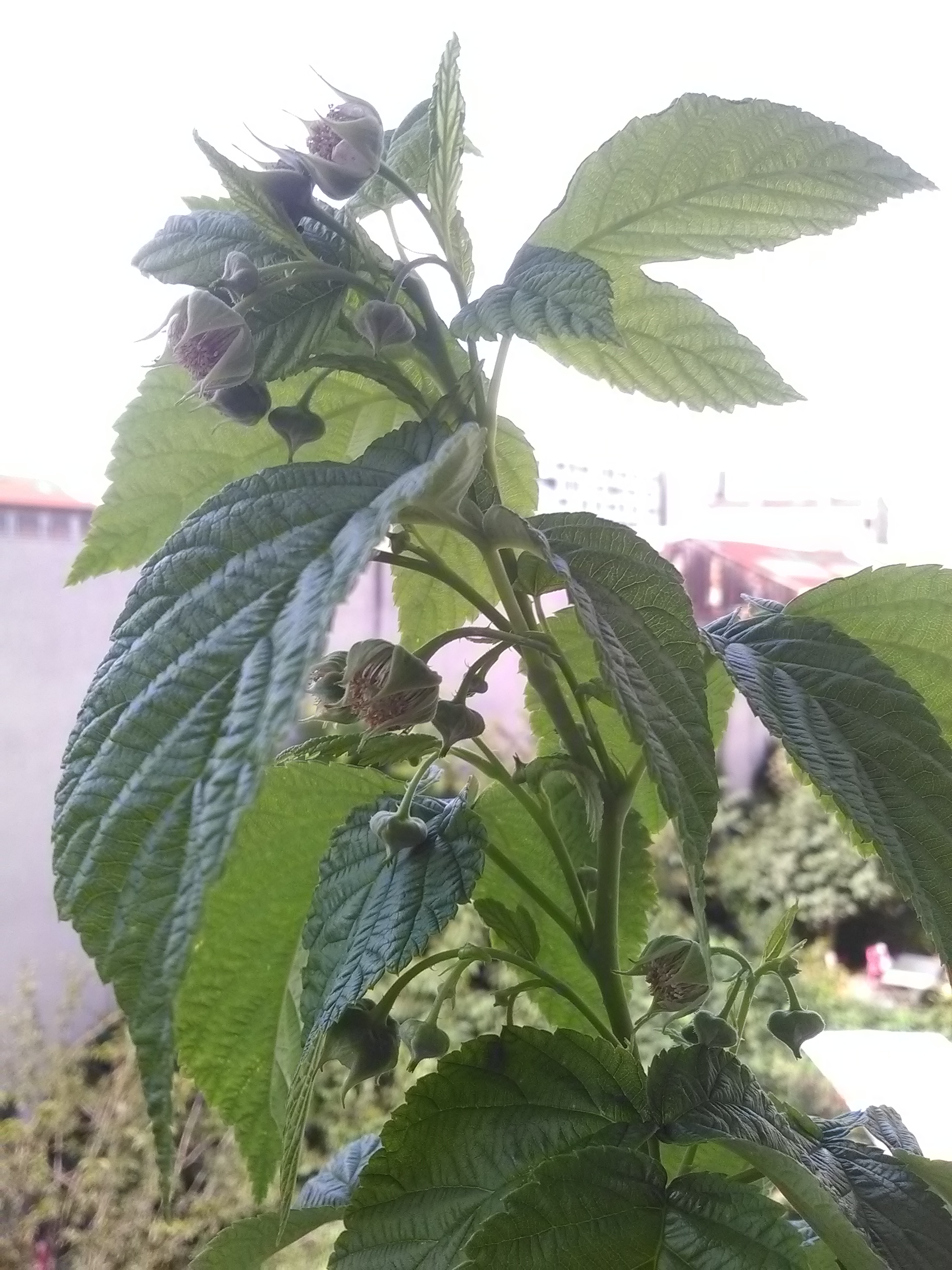 Encore des framboises blanches