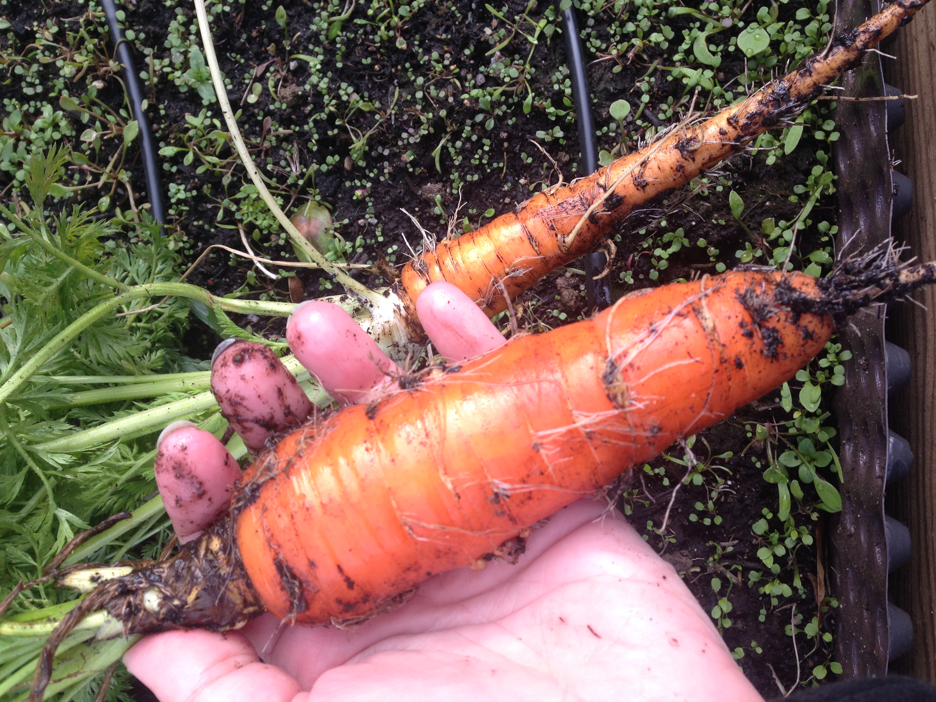 Carottes