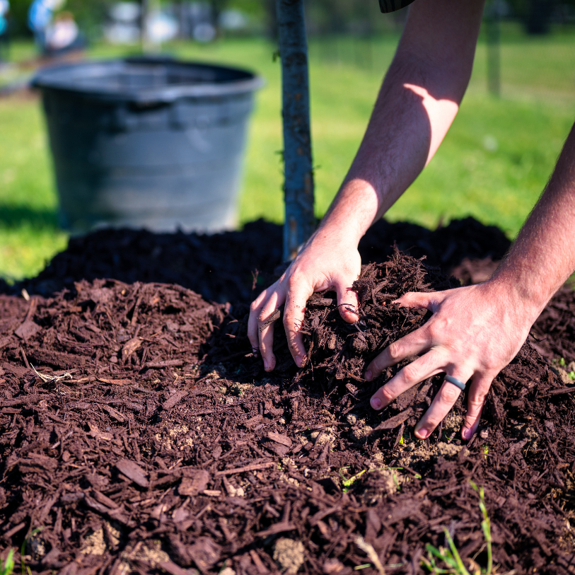 Why Mulching Is a Must: Benefits for Your Lawn and Garden