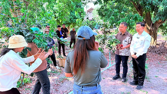 สมุทรสงคราม - วิจัย "ลิ้นจี่ค่อม" คืบหน้า ใช้วิทยาศาสตร์ไขปริศนาดอกร่วง หวังเพิ่มผลผลิต-รายได้เกษตรกร !!