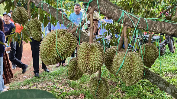 ผู้ว่าฯ ศรีสะเกษ ลุยสวน “ทุเรียนภูเขาไฟลุงแว่น” ชื่นชมไอเดียปลูก “ต้นคู่” สู้ลม-เพิ่มผลผลิต โชว์เคล็ดลับแตะลิ้นพิสูจน์แก่-อ่อน