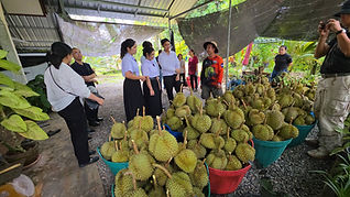 นำทีม นศ. เทคนิคระยอง บุกแหล่งผลิตคัดทุเรียนคุณภาพ มุ่งเรียนรู้จากประสบการณ