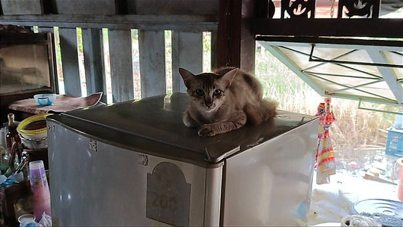 กล่องสีขาว.jpg