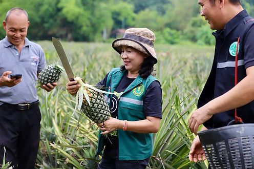 เชิญ ชิม ชม สับปะรด GI ท่าอุเทน ของดีนครพนม! "หวานฉ่ำ ไม่กัดลิ้น" เกษตรจังหวัดการันตี เม.ย.-มิ.ย.อร่อยสุด
