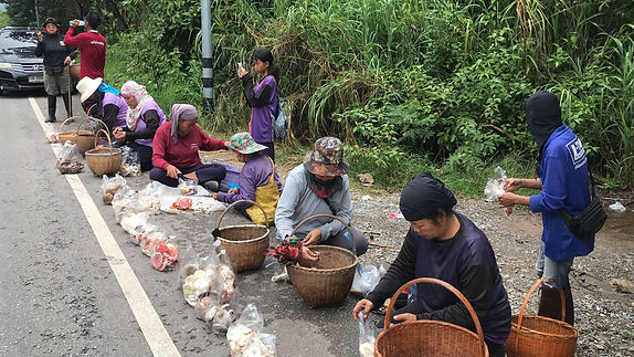 ชัยภูมิ - ทรัพย์ในดิน !! ฝนทำเงิน ชาวบ้านเข้าป่าแห่เก็บเห็ดขายโกยวันละพันบาท คนซื้อรังสรรค์เมนูแซ่ยคึกคัก