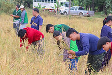 ม.นครพนม – เรือนจำกลางนครพนม “ลงแขกเกี่ยวข้าว” สืบสานวิถีพอเพียง ปลูกฝังวินัย ฟื้นฟูจิตใจนักศึกษาผู้ต้องขัง