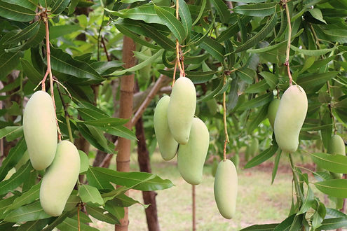 เกษตรนำสื่อลุยช่วยชาวสวนมะม่วงมหาชนกกระตุ้นยอดขาย มุ่งสู่สินค้า GI เข้มมาตรฐาน เสริมการแปรรูปเพื่อยกระดับสู้วิกฤตพลังงาน