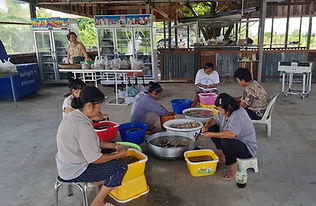 รับซื้อเห็ดป่าปลอดสารพิษ