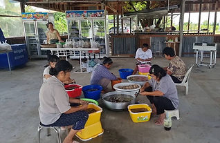 รับซื้อเห็ดป่าปลอดสารพิษ