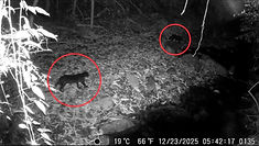 อช.แก่งกระจาน พบเสือดำ 2 ตัว ครั้งแรกในพื้นที่น้ำตกป่าละอู ยืนยันความสำเร็จการอนุรักษ์พื้นที่มรดกโลก