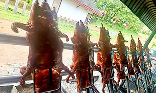 กรมปศุสัตว์มุกดาหาร ตามรอย "หมูหันแก่งกะเบา" สืบค้นภูมิปัญญาสู่แนวทางพัฒนาสินค้า GI โกยเงินงาม