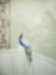 Peacock in mural on staircase
