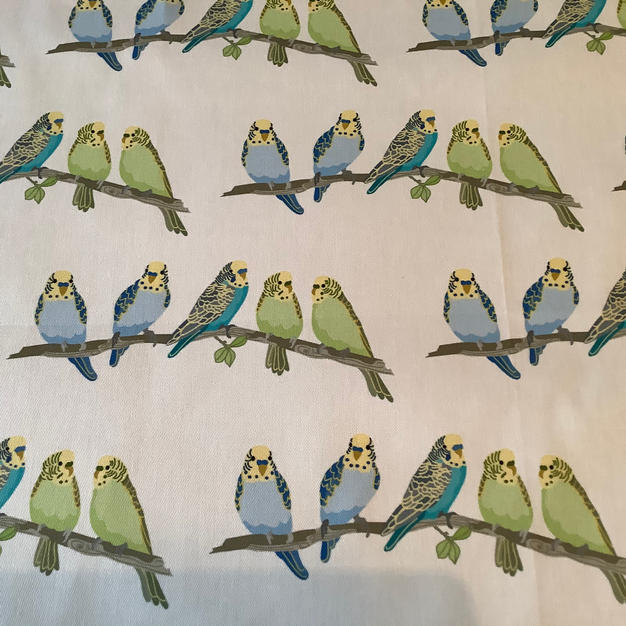 Parakeets
