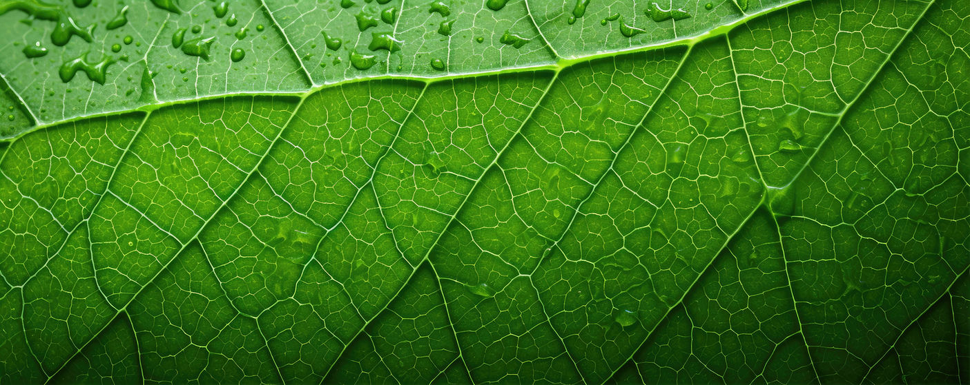 Green leaf detail