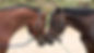 horse love_edited.jpg