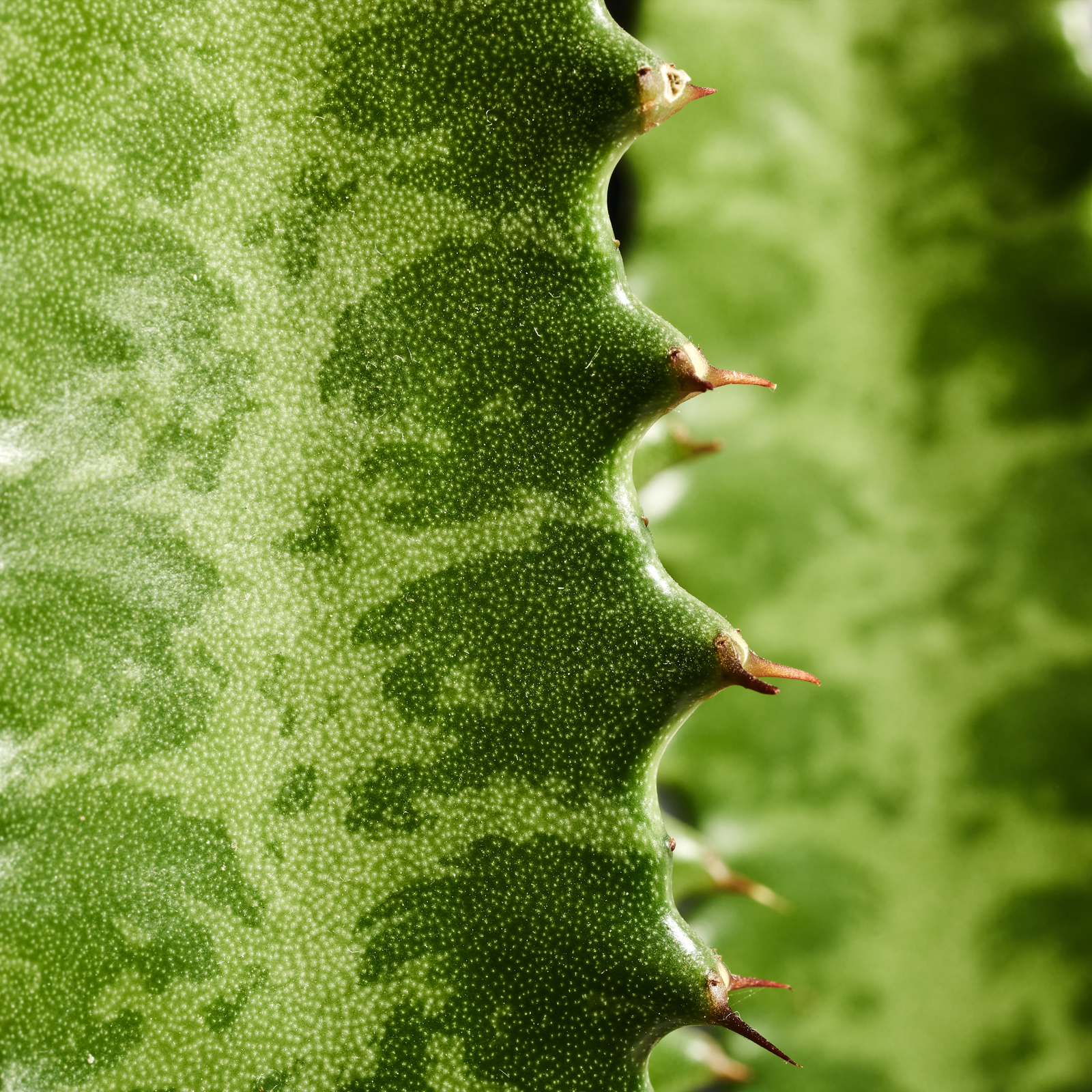 Choose 10.2.214710.jpg