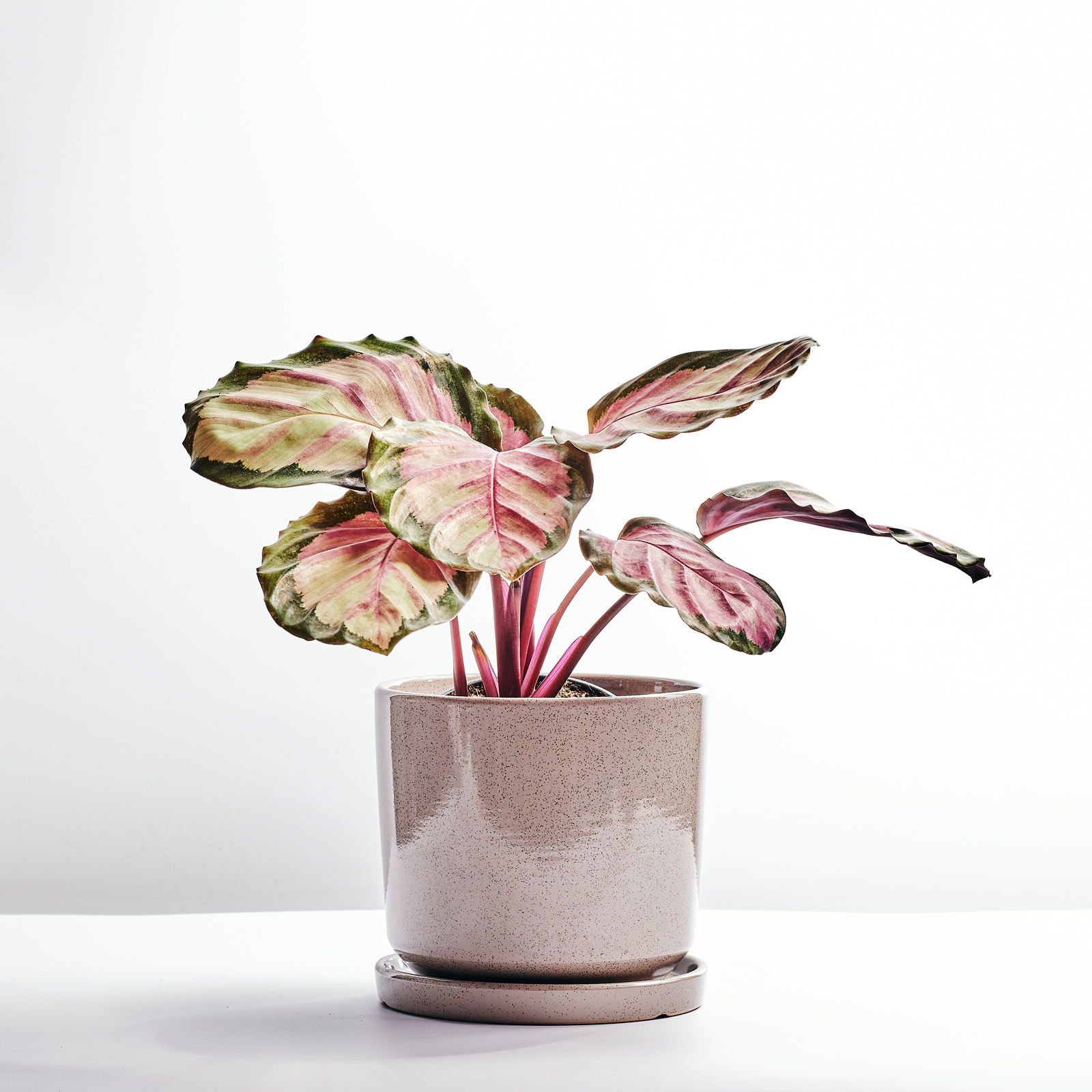 Choose 10.2.214494.jpg