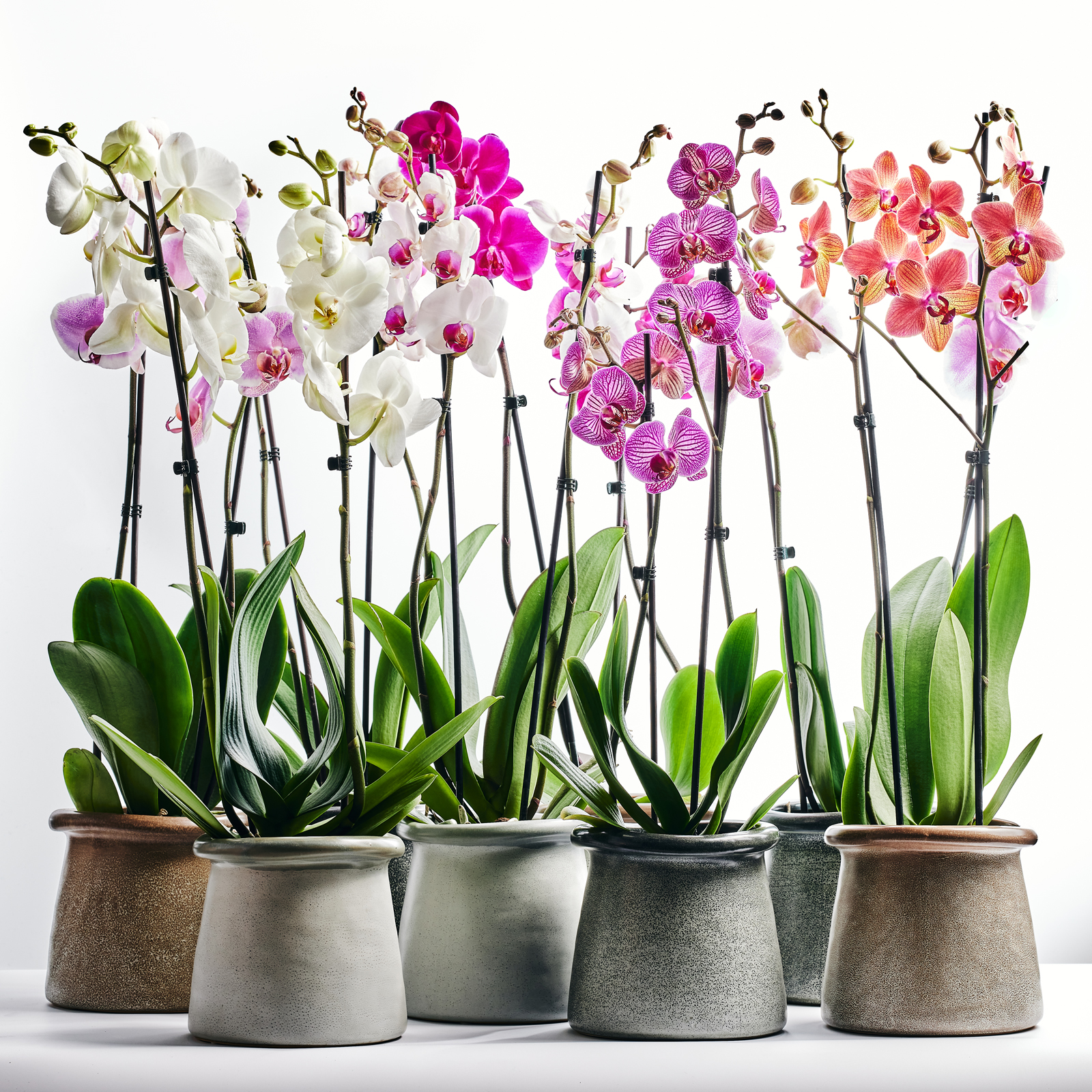 Choose 10.2.214480.jpg