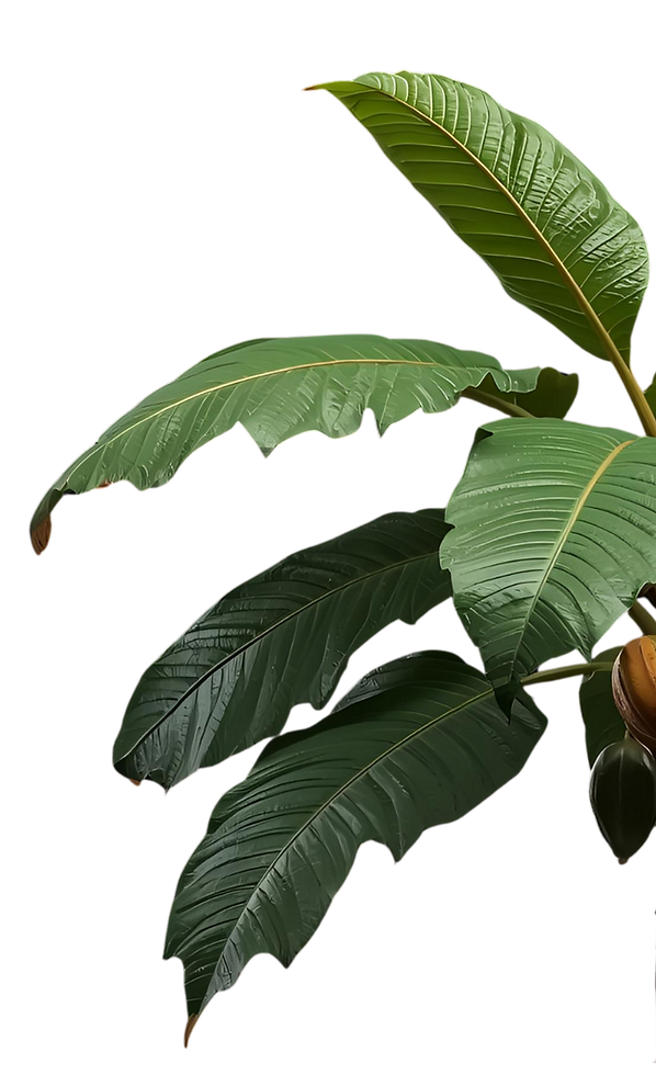 MILK HAZELNUT CREAM (19).png