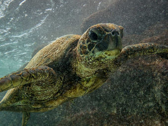 Turtle Shoot at Kua Bay