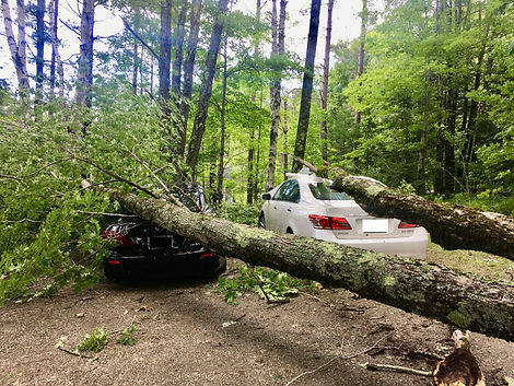 wilmington hazardous tree removal