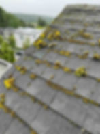 Insidious moss overgrowth on a steep Greenwood, Seattle shingle roof.