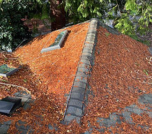 pine-needle covered roof in North Seattle