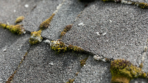 Heavy moss growth on a Shoreline, WA composite roof during summer