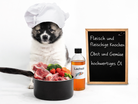 Welpen Barfen Welpe mit Kochmütze Topf mit Fleisch und Lachsöl Barferoase Mühldorf dein BARF-Experte