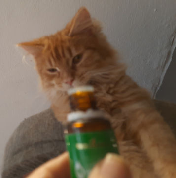 Katze riecht an einem ätherischen Öle Fläschchen Tieraromatherapie Dunker in Mühldorf