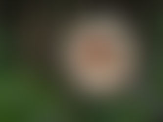 Lupe, die eine Zecke im Wald vergrößert. Barferoase und Tieraromatherapie Dunker Mühldorf