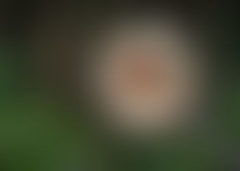 Lupe, die eine Zecke im Wald vergrößert. Barferoase und Tieraromatherapie Dunker Mühldorf