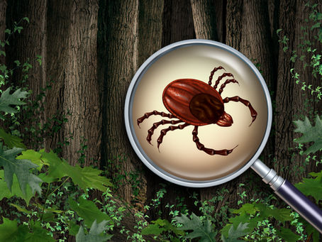 Lupe, die eine Zecke im Wald vergrößert. Barferoase und Tieraromatherapie Dunker Mühldorf