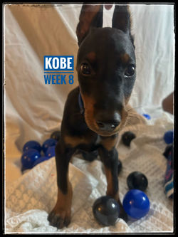 KOBE