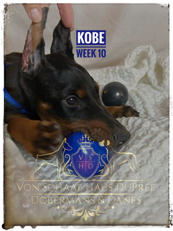 KOBE