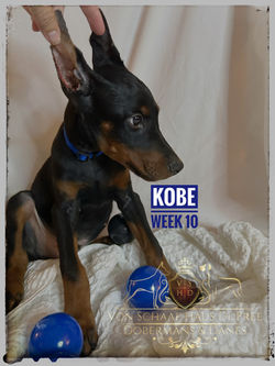 KOBE