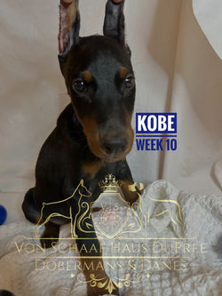 KOBE