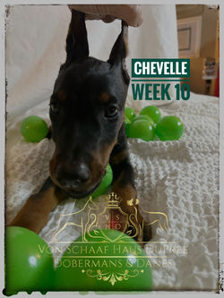 CHEVELLEW