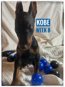 KOBE