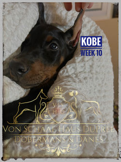 KOBE