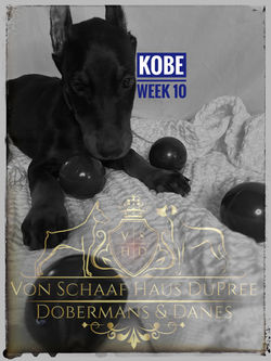 KOBE