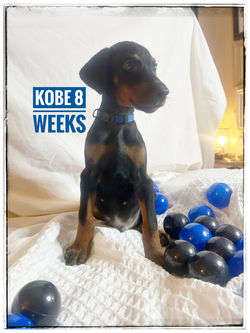 KOBE