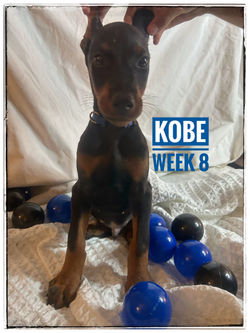 KOBE